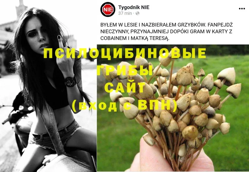 darknet состав  Навашино  Псилоцибиновые грибы Psilocybine cubensis 